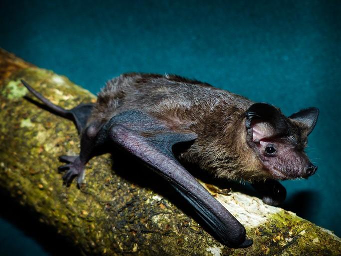 Freetail bat