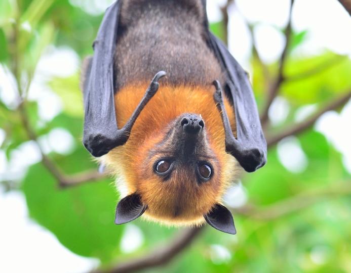 fruit bat