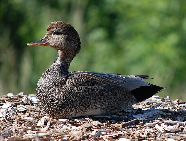 Gadwall duck
