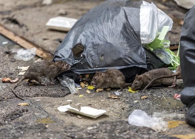 Rats foraging in garbage bag