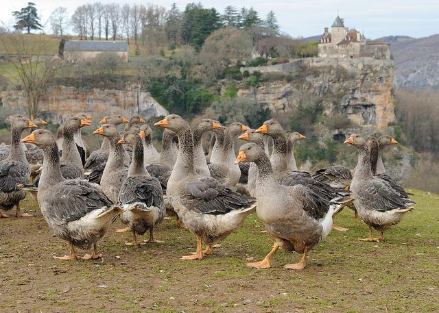 Flock of geese