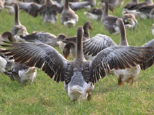 geese