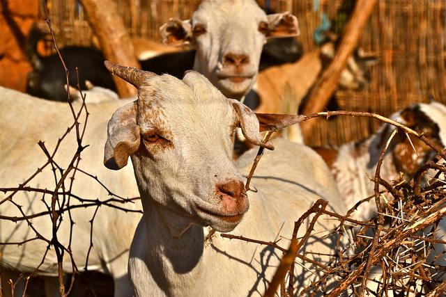 Goat farm