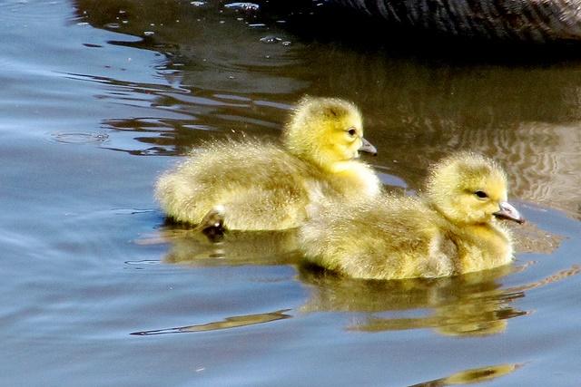 Goslings