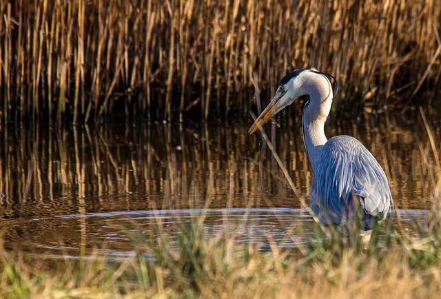 Gray heron
