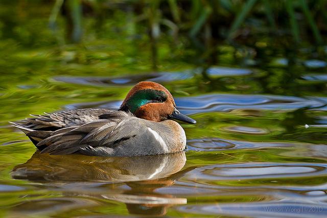 Green-winged teal