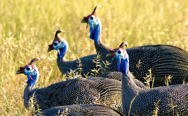 Guinea fowl