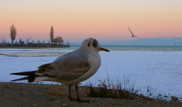 Gull in Switzerland