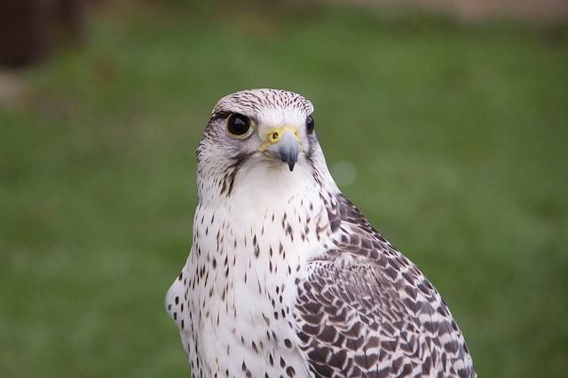 Gyrfalcon