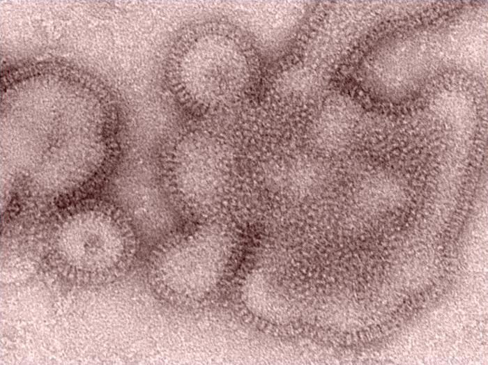 H3N2 influenza