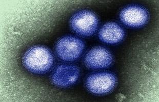 H7N9 Influenza Virus