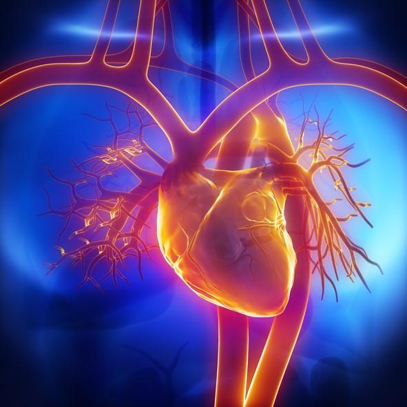 Heart, aorta, blood vessels