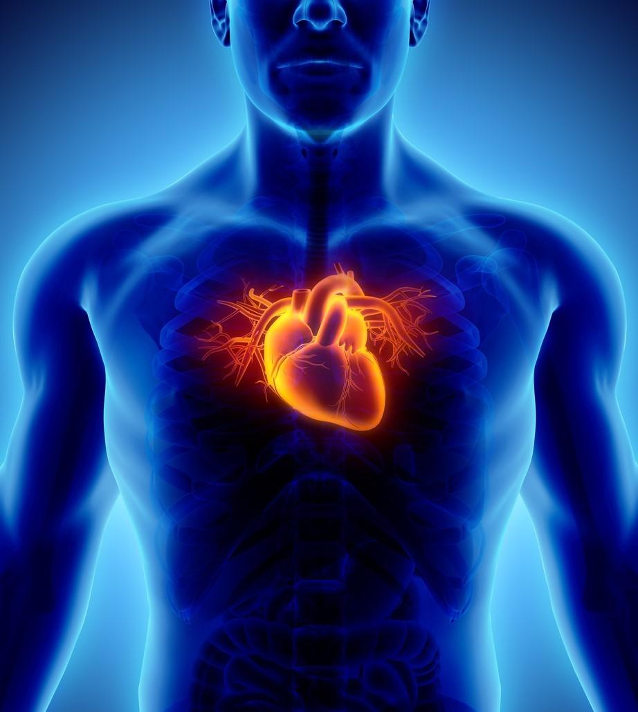 Illustration of heart