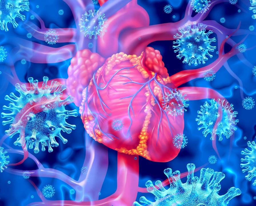 Viruses surrounding heart