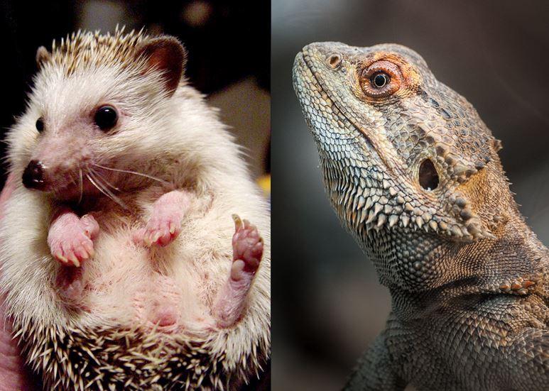 Hedgehog and bearded dragon
