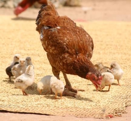 Hen with chicks