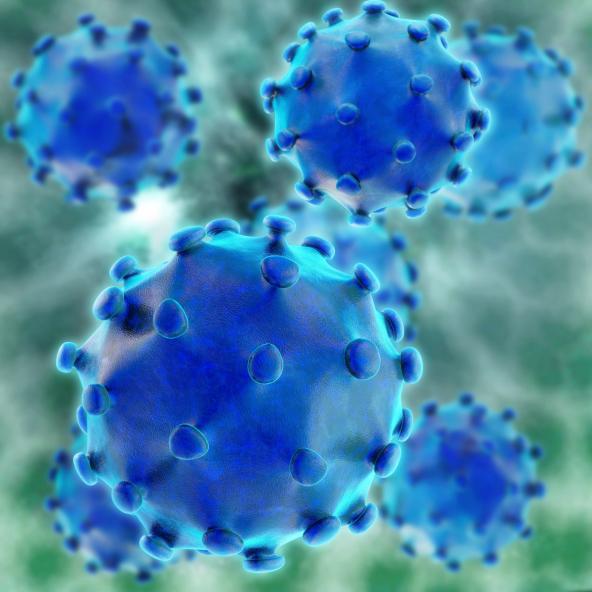 Hepatitis virus