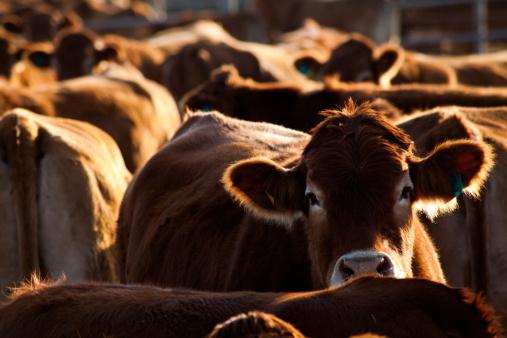 Herd of cows