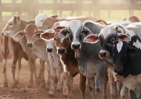 Cattle herd