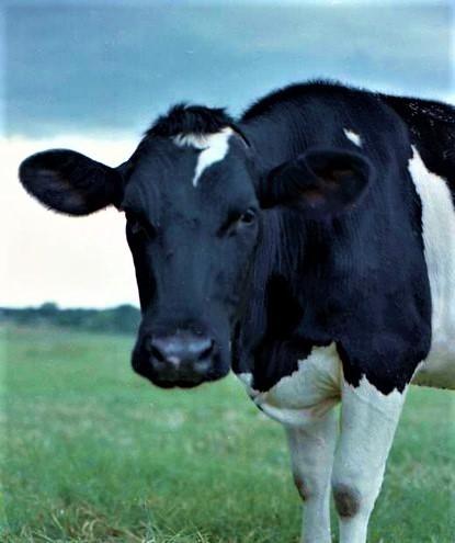 Dairy cow