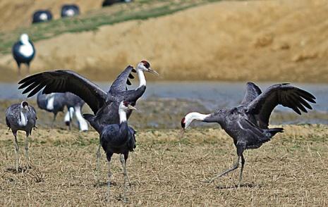 Hooded cranes