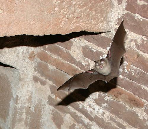 Horseshoe bat