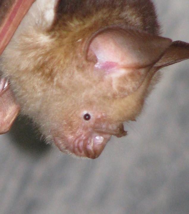 Horseshoe bat