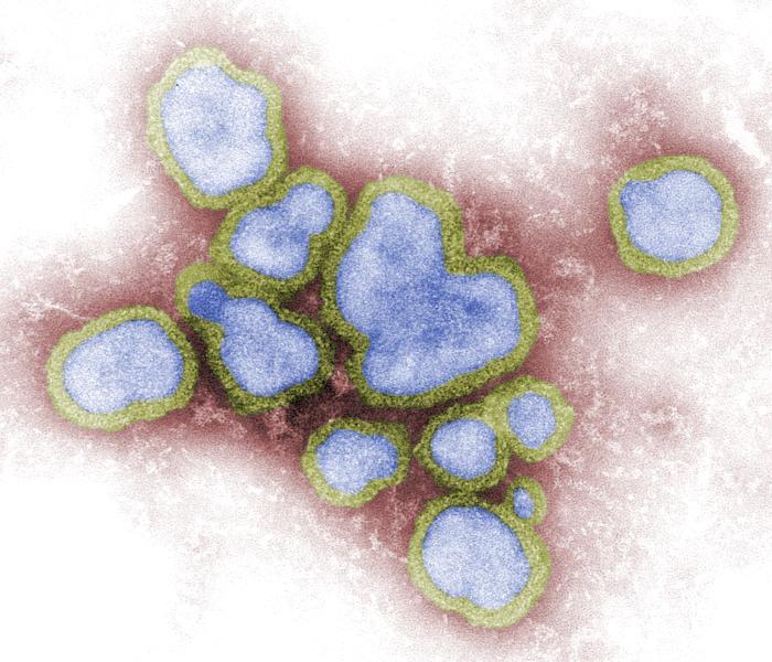 Influenza A viruses