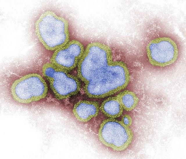 Influenza virus