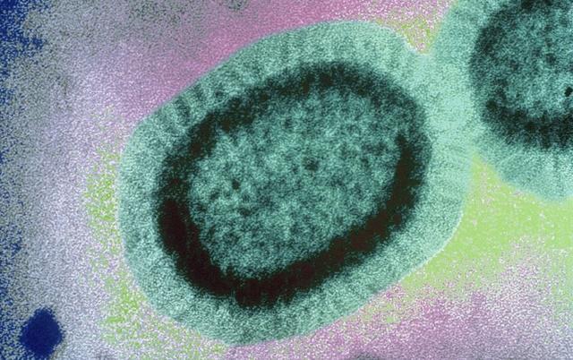 Influenza virus