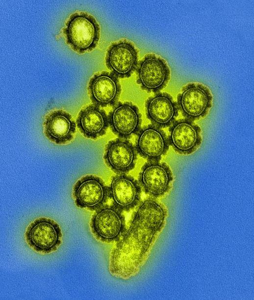 Influenza viruses