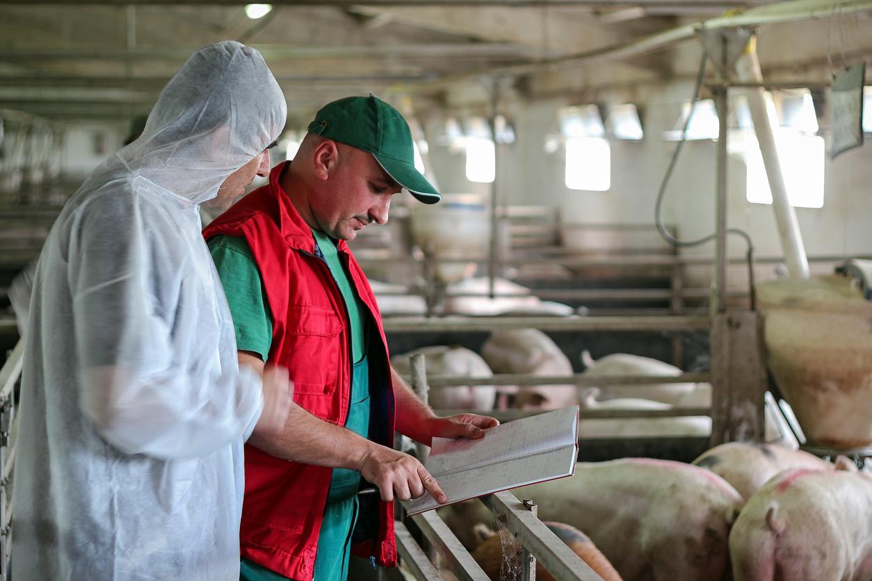 two men reading clipboard with pigs in pen behind them