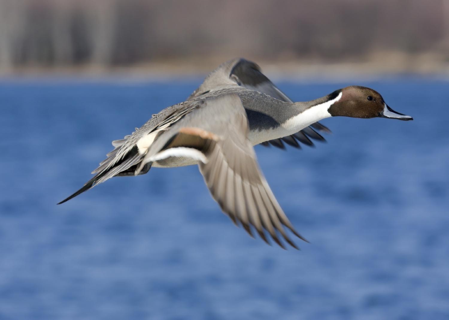 Wild pintail duck