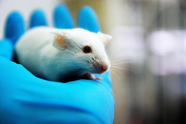 Lab mouse