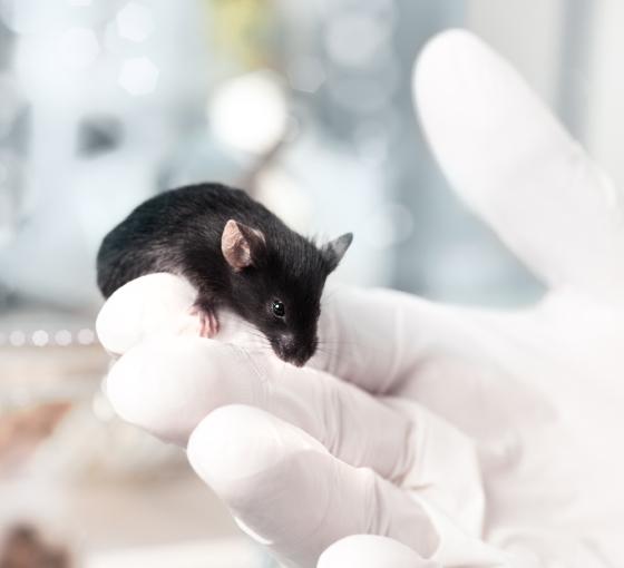 Lab mouse