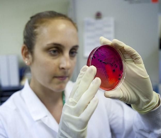 Lab worker with Salmonella on petri dish