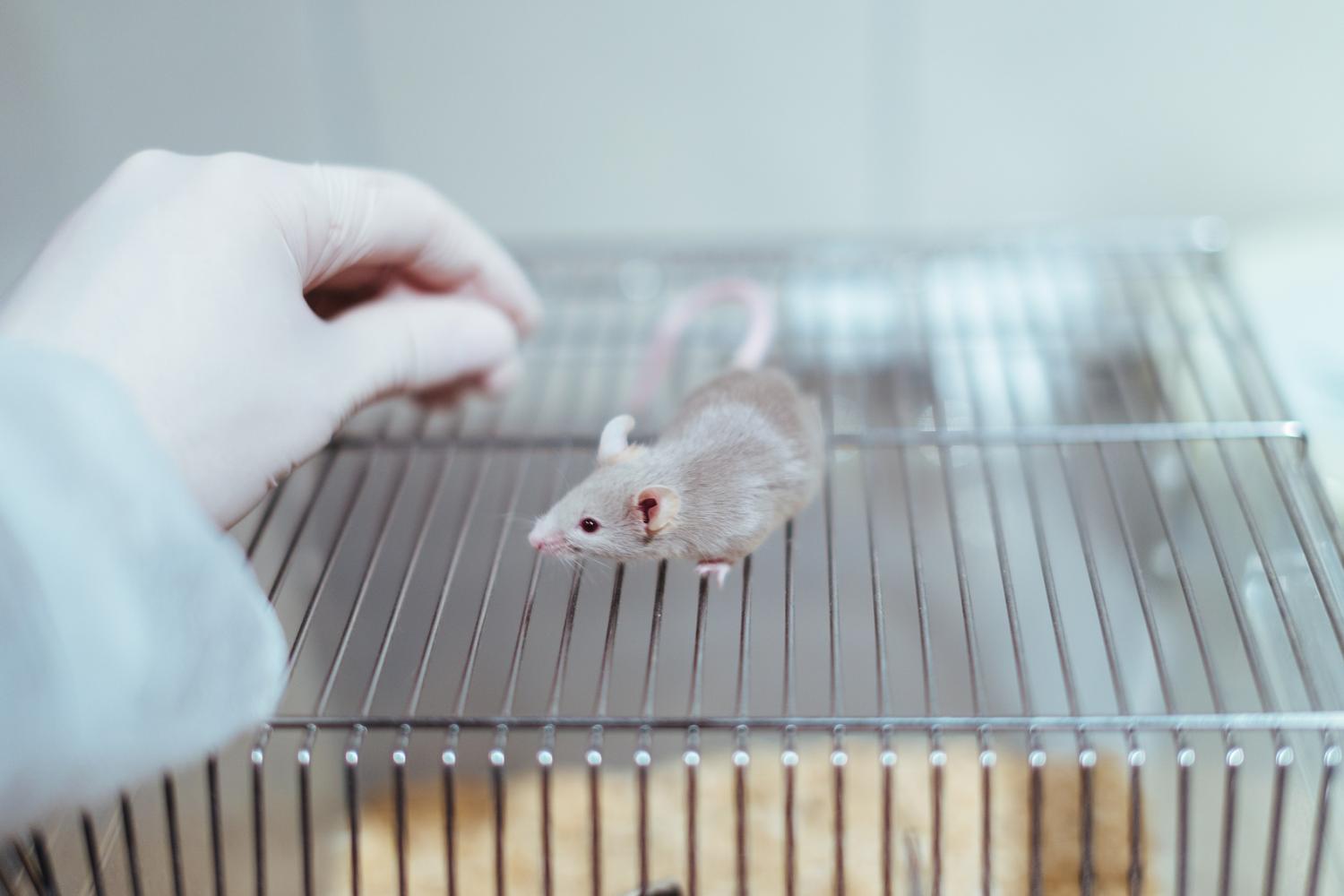 lab mouse
