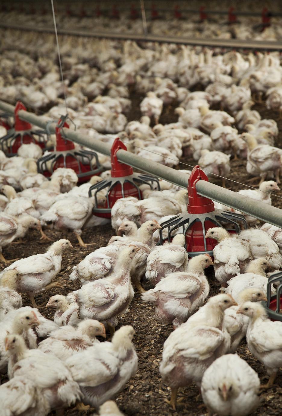 Chicken flock