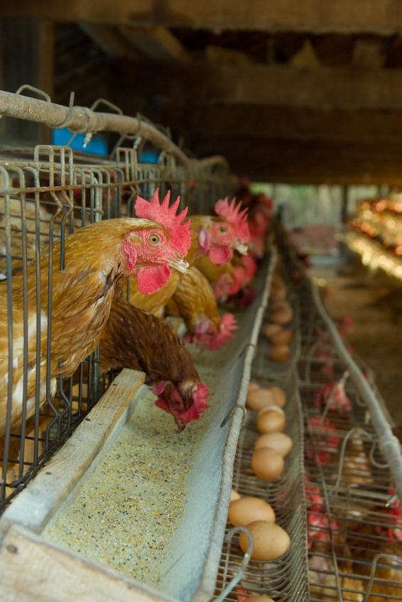 Laying hens