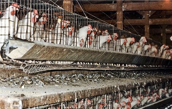 Laying hens