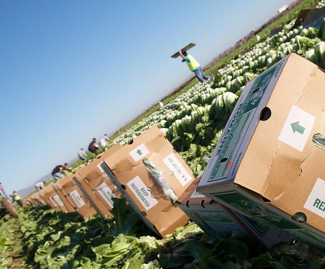 Lettuce field workers
