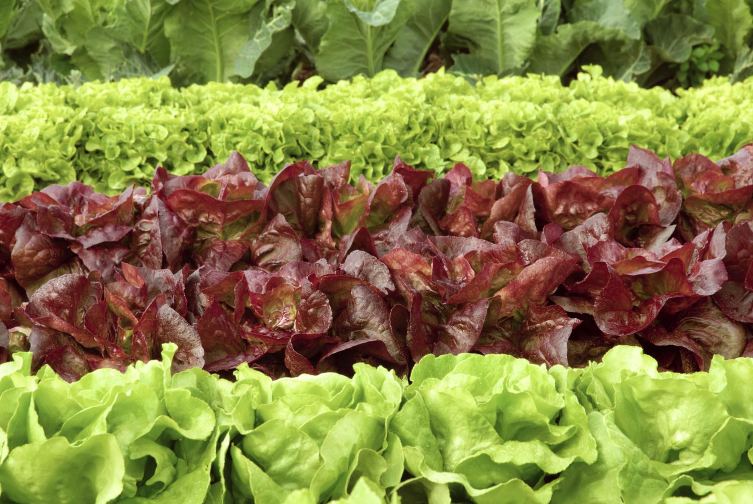 Rows of lettuce in field