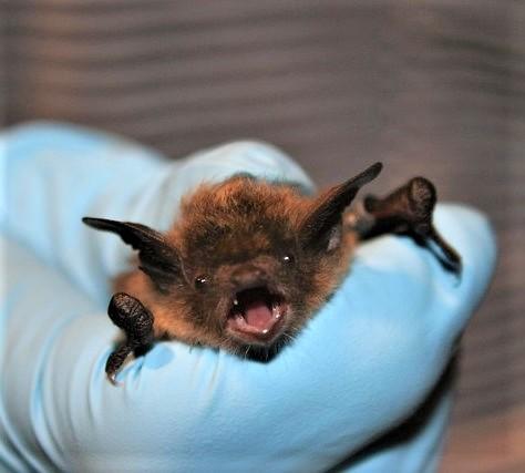 CDC: Bats pose biggest rabies threat in US | CIDRAP CDC: Bats pose biggest rabies threat in US | CIDRAP