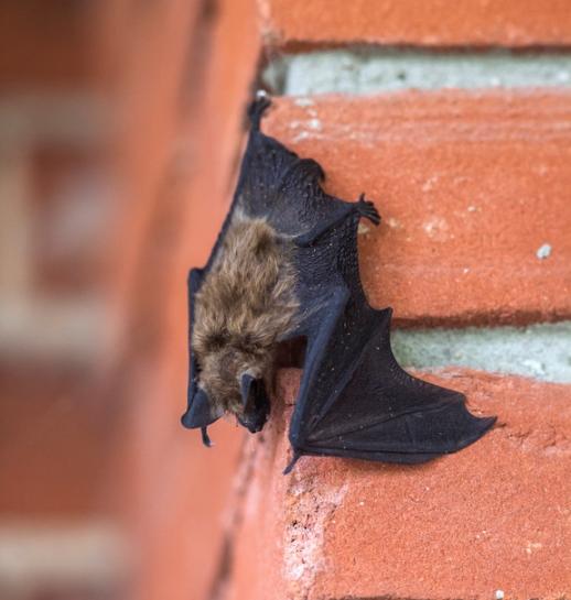 Little brown bat