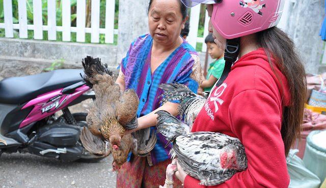 Live-poultry market