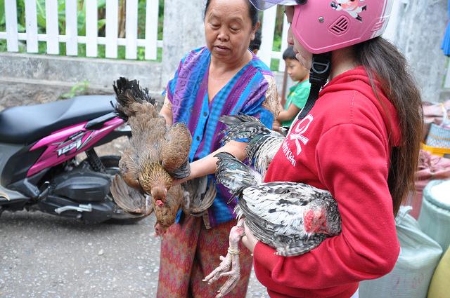 Buying live poultry