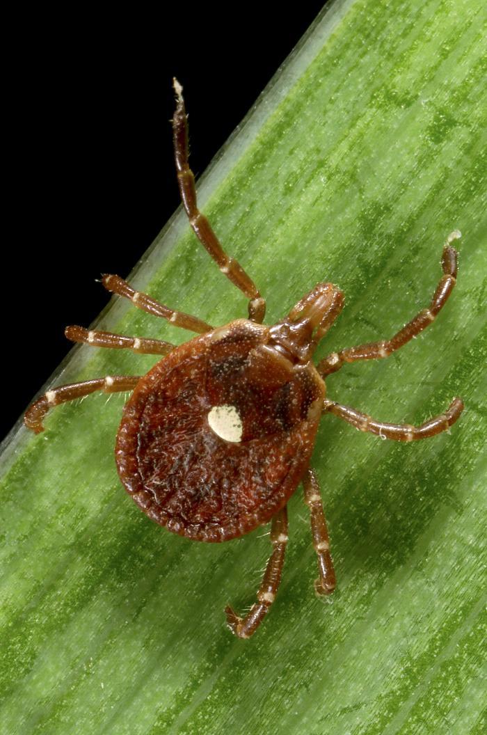 Lone star tick, adult female