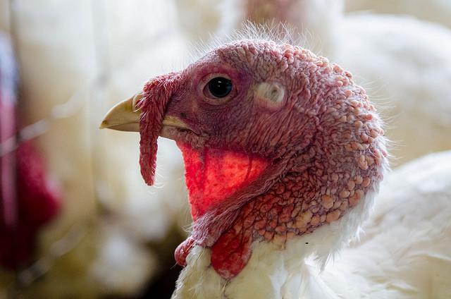 Lone turkey