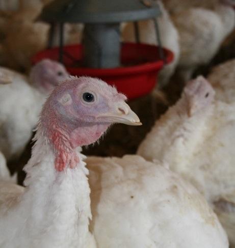 Barn turkey