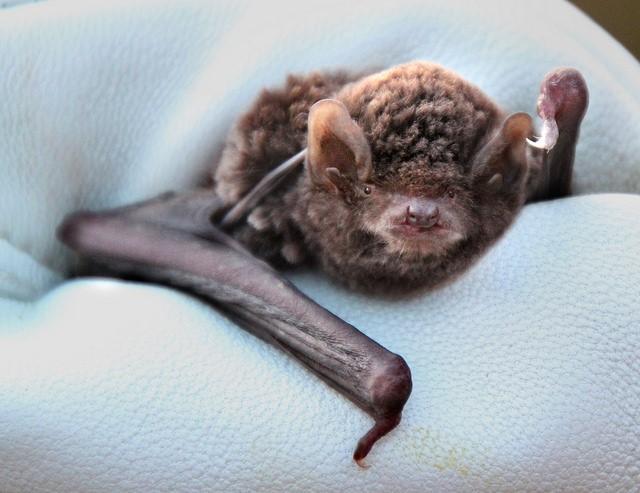 Long-fingered bat